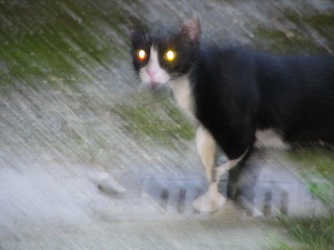 gattoflash