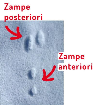 Impronta di una lepre nella neve