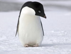 penguin-1317786-m