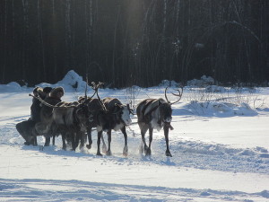 reindeer-pulling-sleigh-russia_l