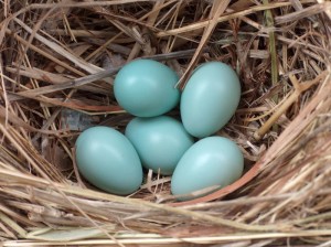800px-Starling_eggs