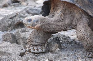 800px-Giant_turtle_in_Galapagos_islands