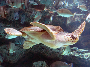 Loggerhead_Sea_Turtle