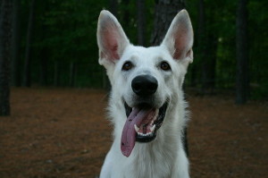 800px-2008-08-21_White_German_Shepherd_portrait_1