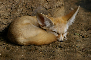 Fennecus_dormiens