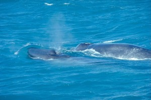 800px-BlueWhaleWithCalf